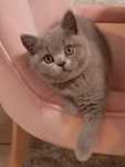 Vând pui british shorthair