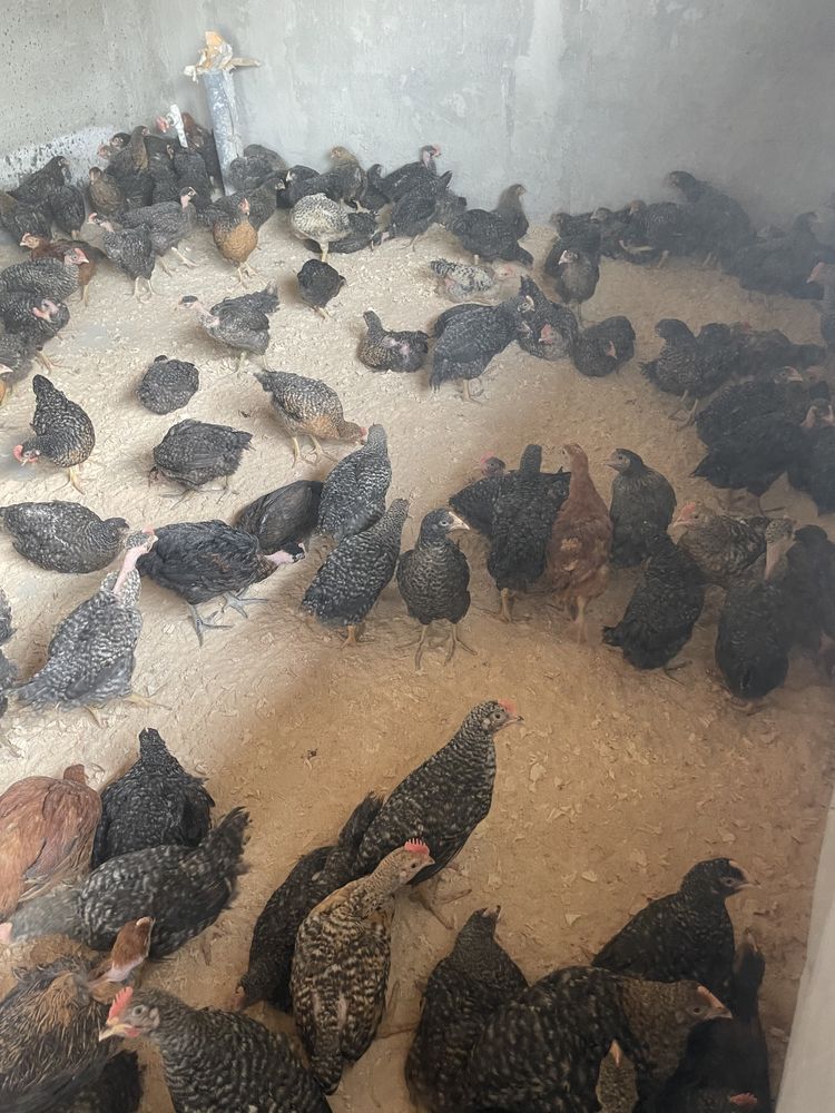 Pui rasa mixta carne oua