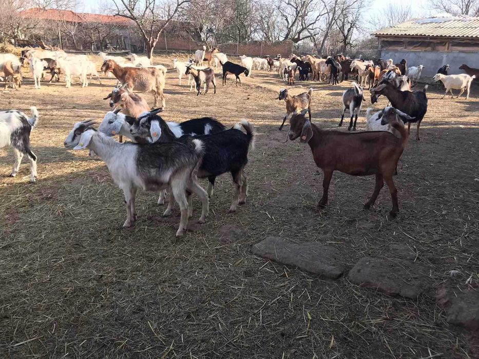 Продава се Къща в с. Кара Михал, Област Разград - 70 кв.м за 365 €/кв.м - Снимка #4