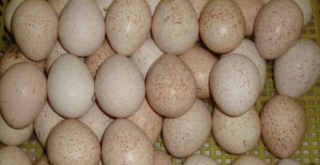 Яйца цесарки для инкубатора