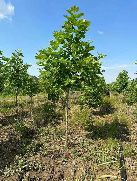 Mesteacăn, Arțar, Tei | Transport Inclus & Plata la Livrare