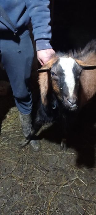 Țap de vânzare mai multe detalii la Nr de tel