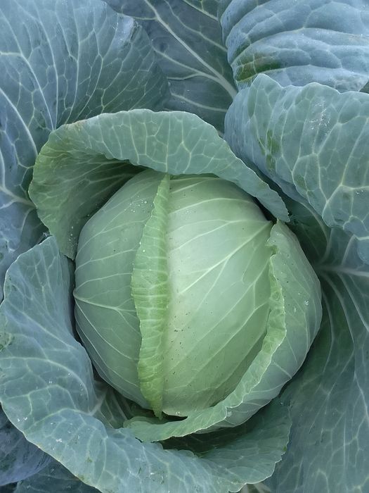 Vând varză preț 1 leu kg