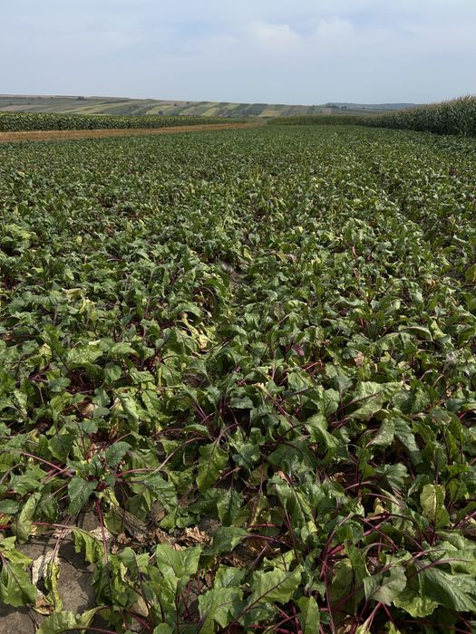 sfecla rosie de vanzare