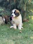 Saint bernard fetita