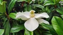 Магнолия белая могнолия magnoliya mognoiya
