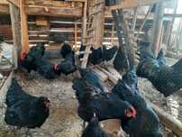 Oua incubat australorp negru