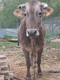Vaca de vânzare 5 vițel ieste gestantă în 3 luni