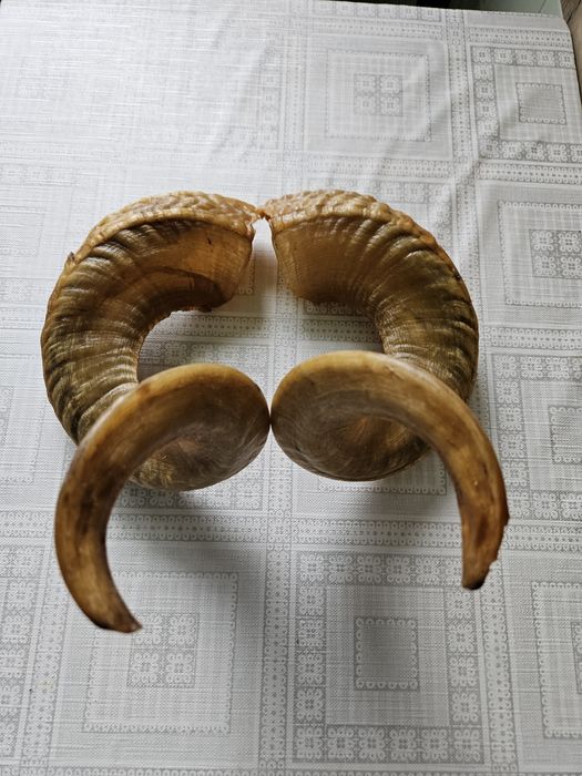 Coarne de berbec