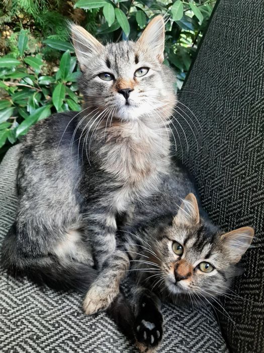 Братче и сестриче на 5-6 месеца търсят спешно дом!