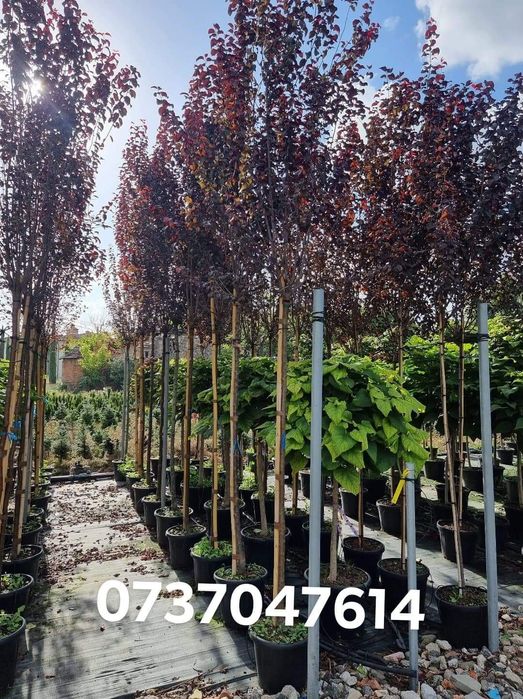 Prunus Nigra Cerasifera ( corcoduș rosu )