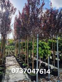 Prunus Nigra Cerasifera ( corcoduș rosu )