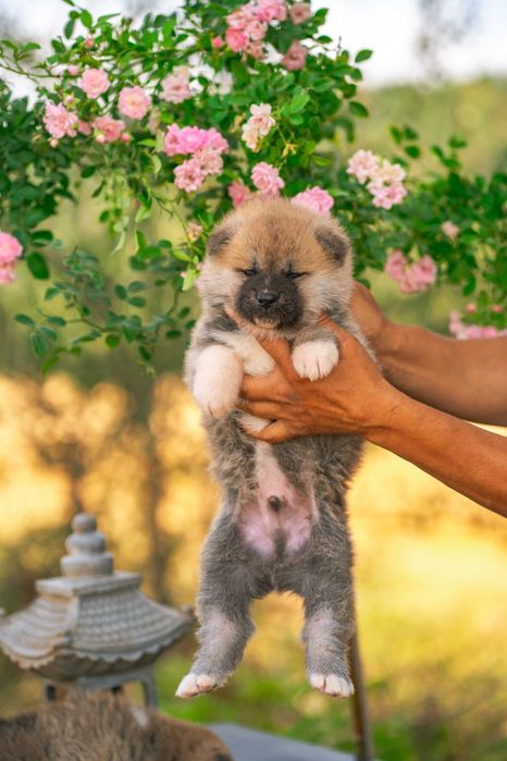 Акита ину бебета