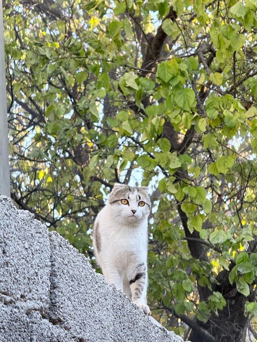 Продоется котёнок ,мальчик