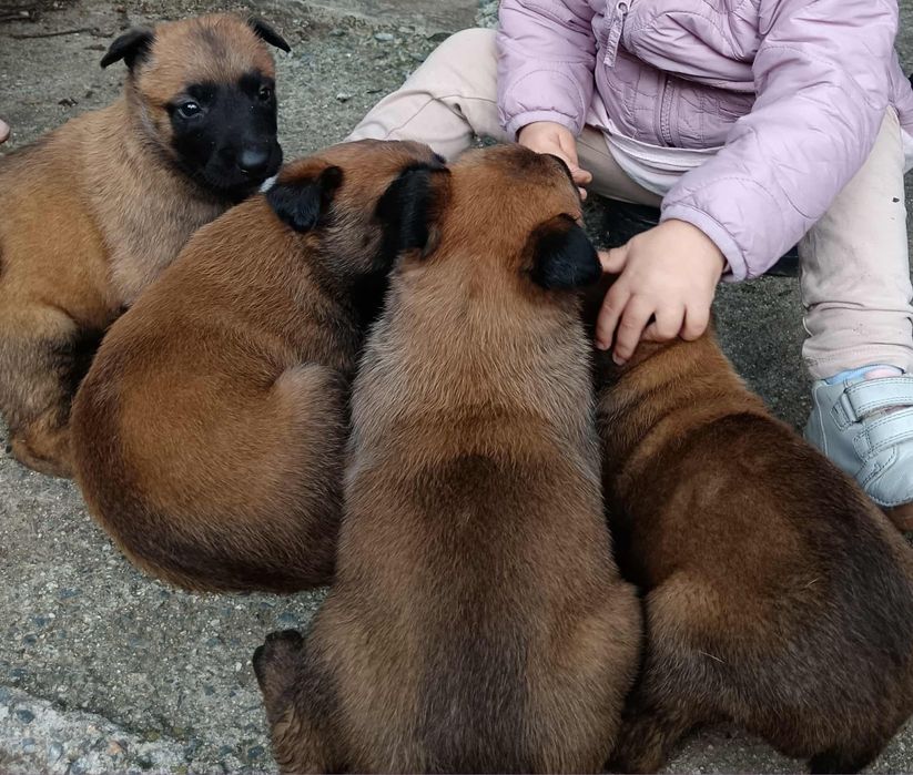Продавам белгийски овчарки