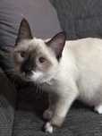 Pisica siameza adoptie 1 an