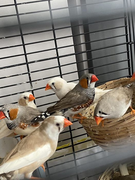 Птици Амадинки м/ж