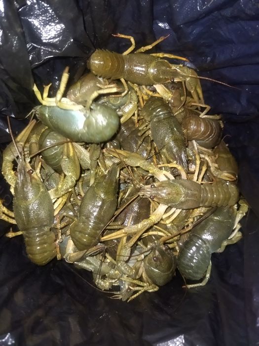 Раки живые крупных и средних размеров