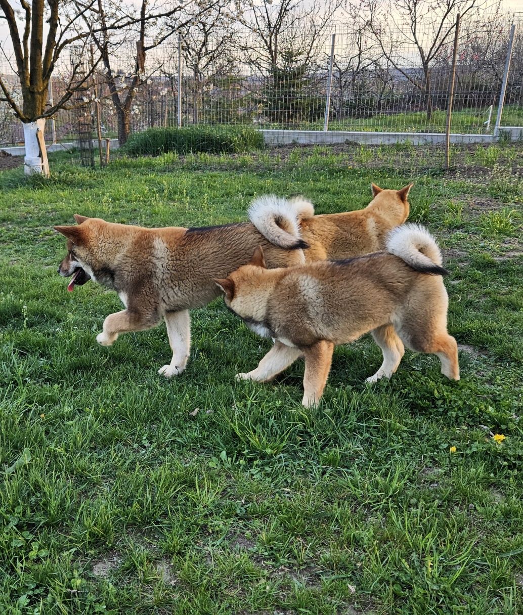 Fetița Shikoku Inu