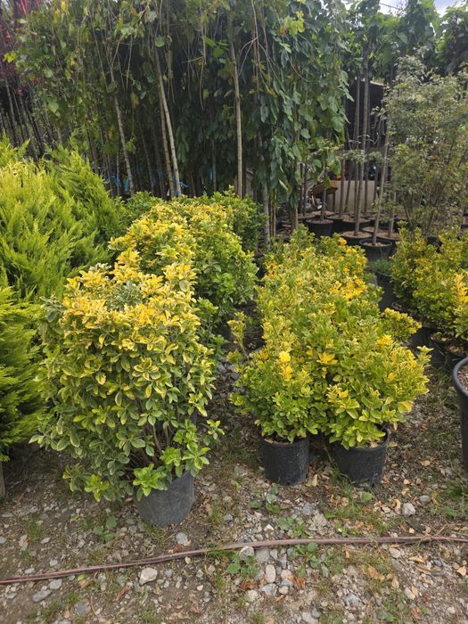 Plante ornamentale mestecan si tei