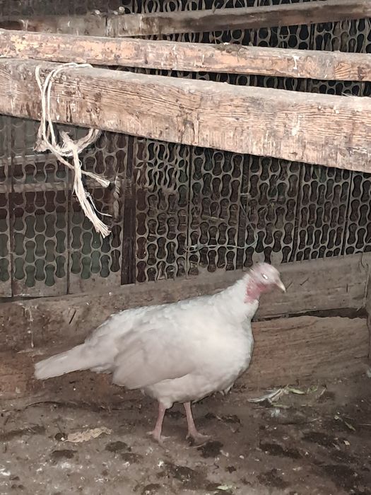 Продаётся индющканаседка