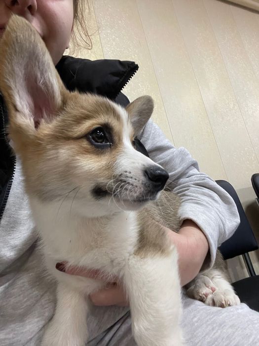 Щенки Корги от клубных родителей