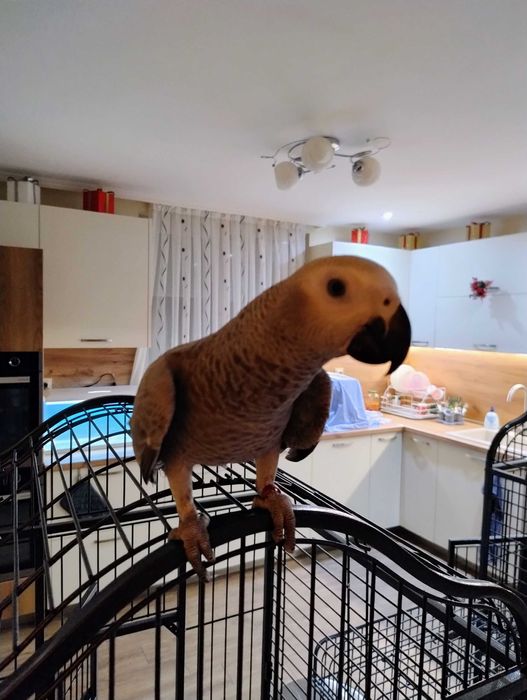 Женско Кралско жако ръчно хранено на шест месеца.