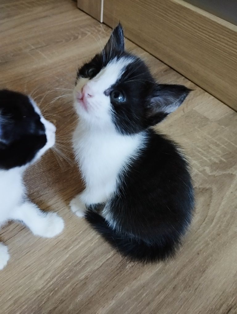 Котята в хорошие руки.