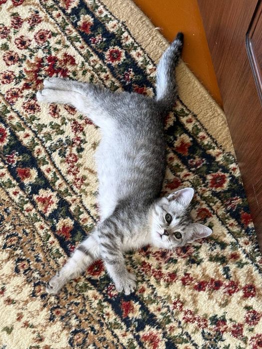 Mushuk sotiladi shinshila