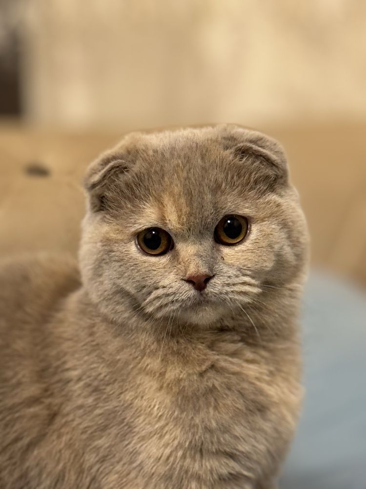 Скотиш страйт тоза