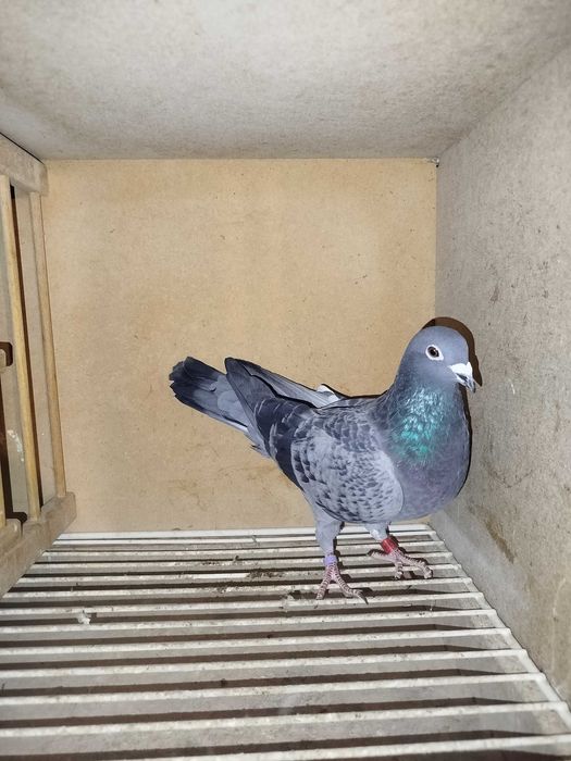 Porumbei voiajori maturi