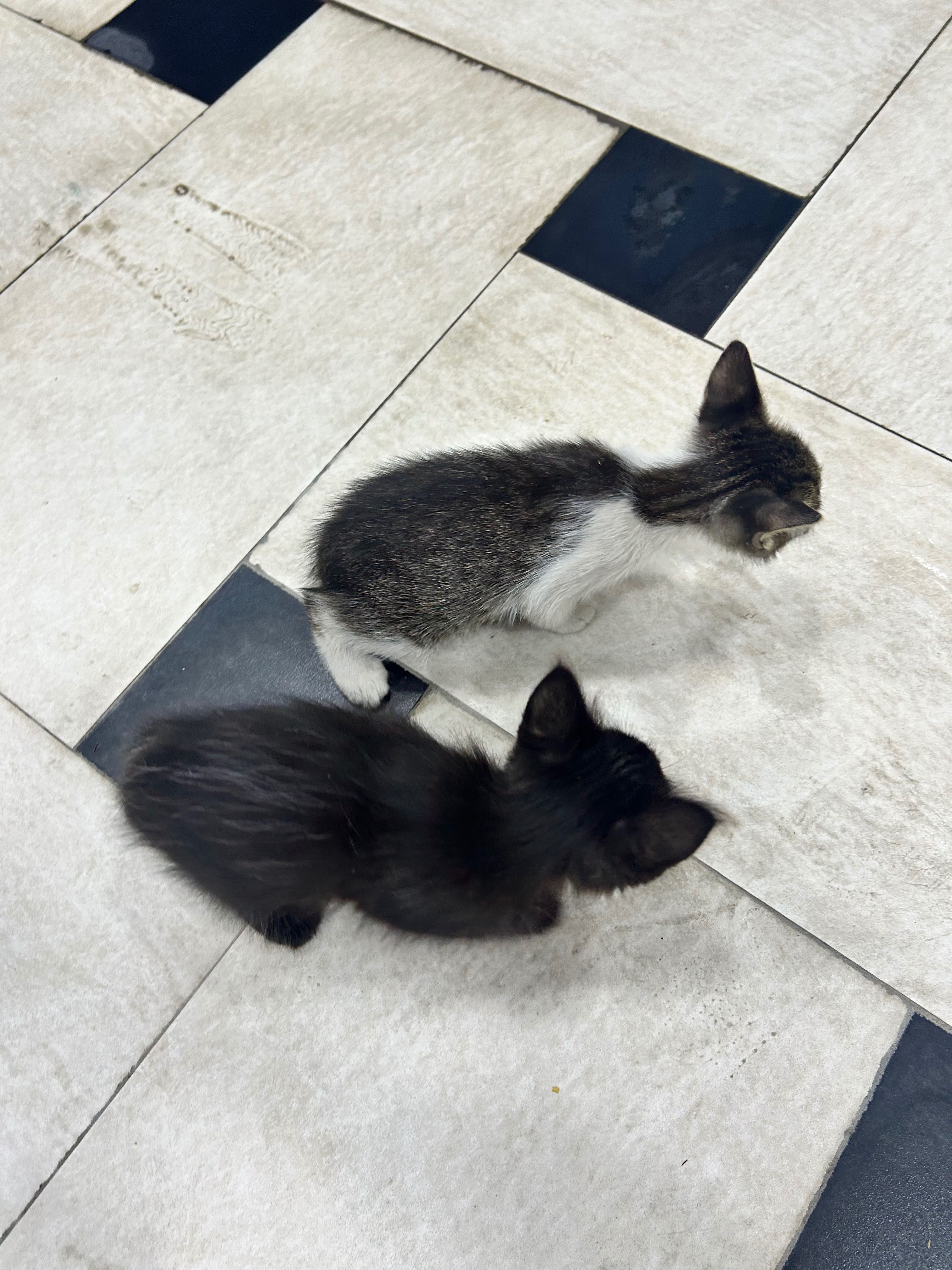 Отдам котят в хорошие руки