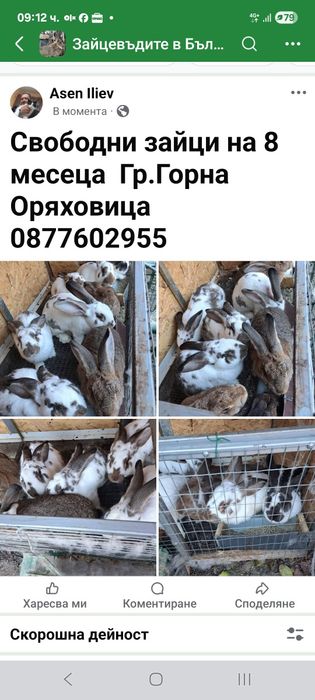 Млади зайци Горна Оряховица