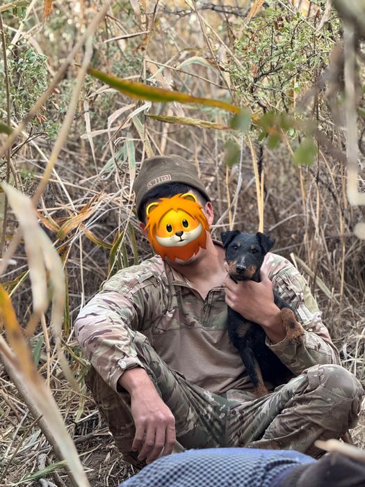 Немецкий ягдтерьер