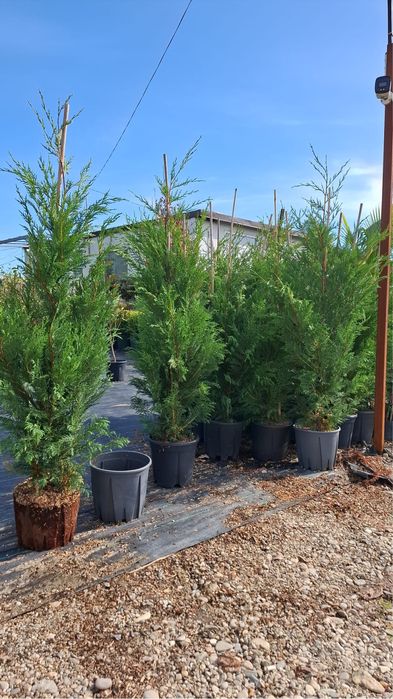 Vand leylandi chiparos verde