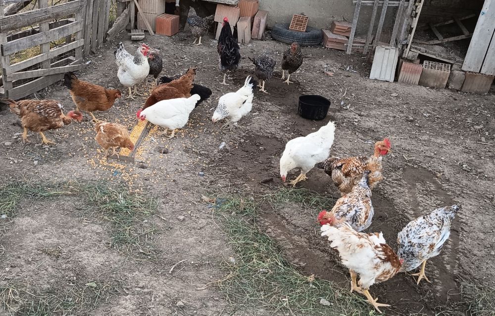 De vânzare găini de țară