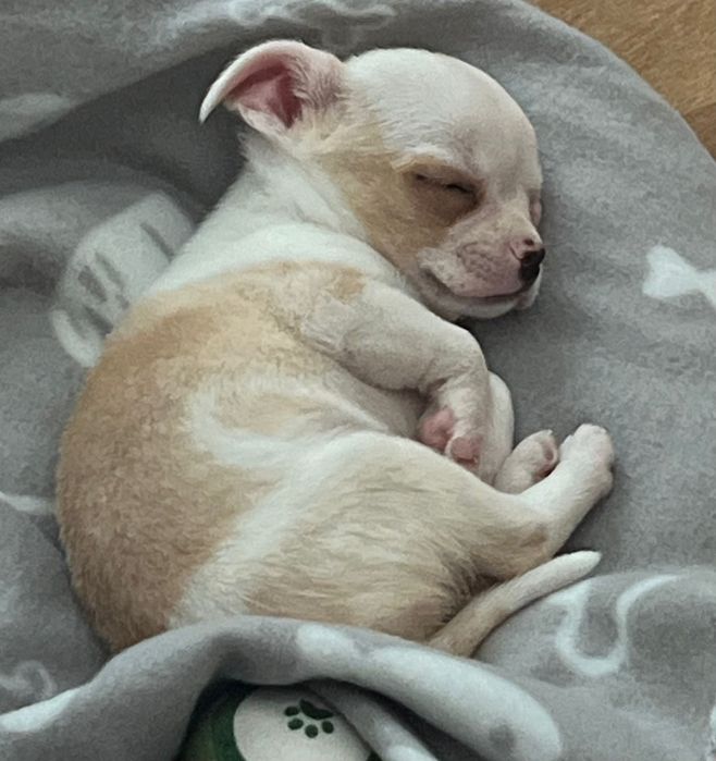 Мини чихуахуа на 2 месеца