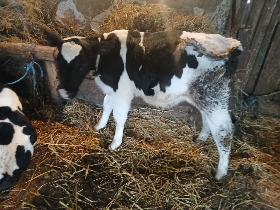 Vand 2 taurasi intarcati