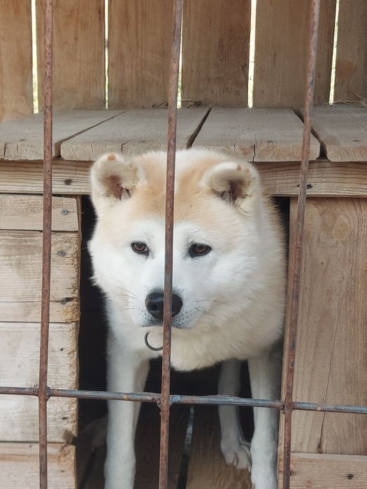 Японская Акита Ину. Хатико, Кобель, на вязку