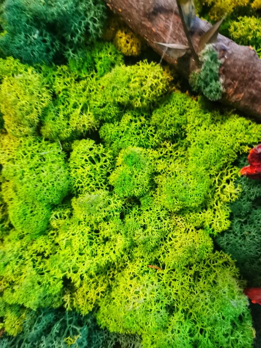 Vând tablou licheni