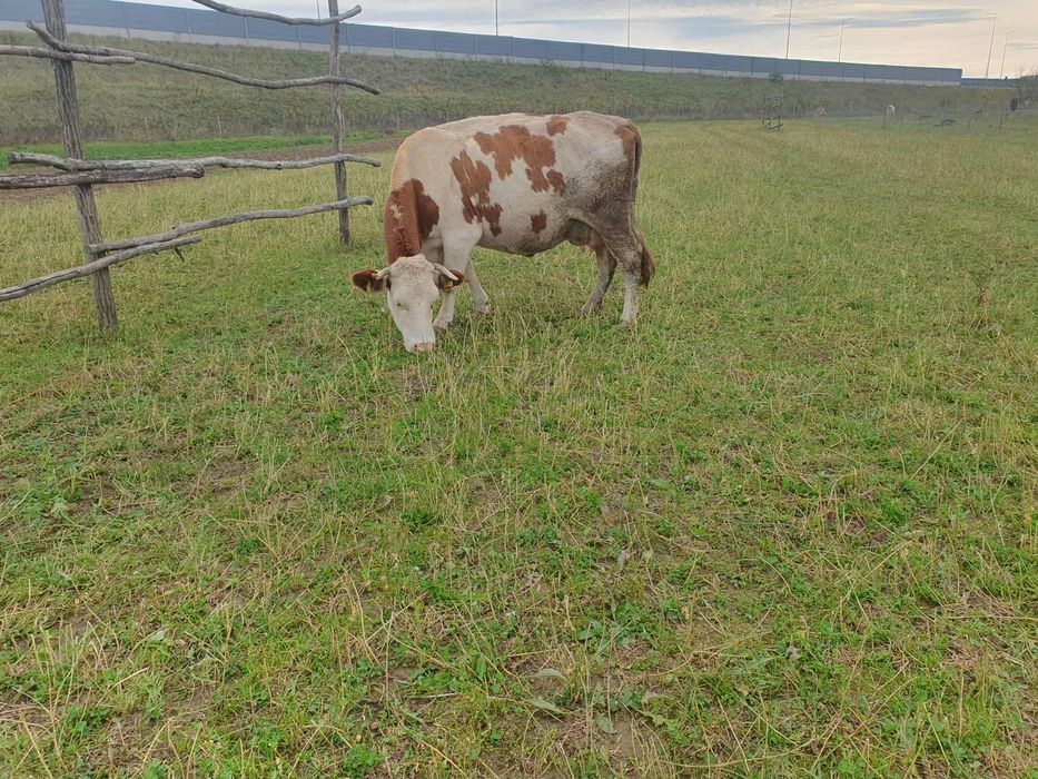 Vand 2 vaci de lapte