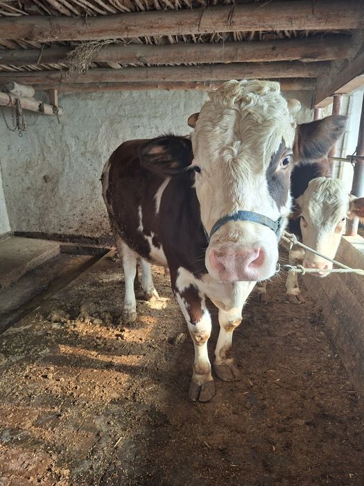 Bitta buqa bitta hunajin sotiladi semental