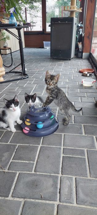Motanei si pisicuta 8 saptamani