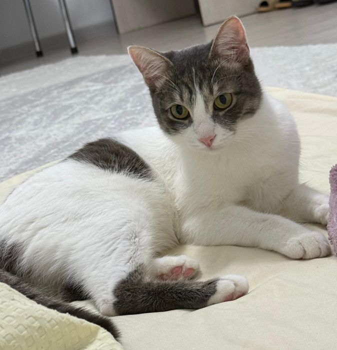 Отдвм кот в добрые руки