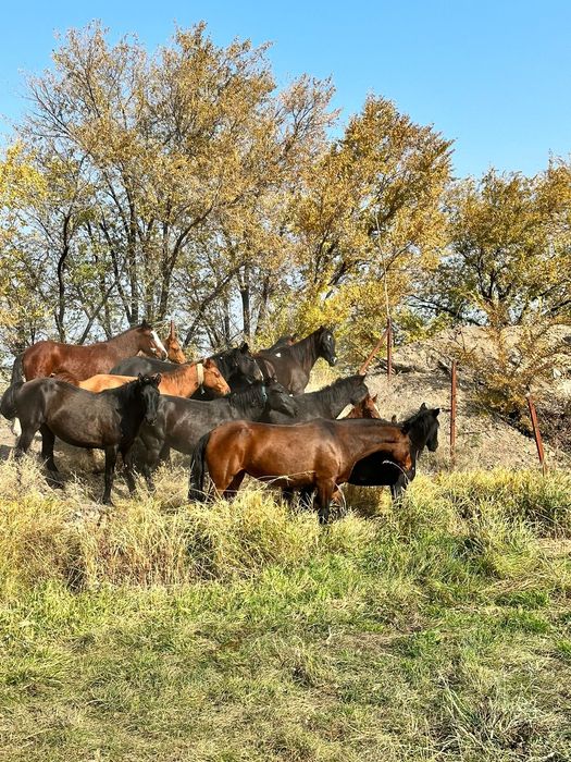 Продам косяк лошадей