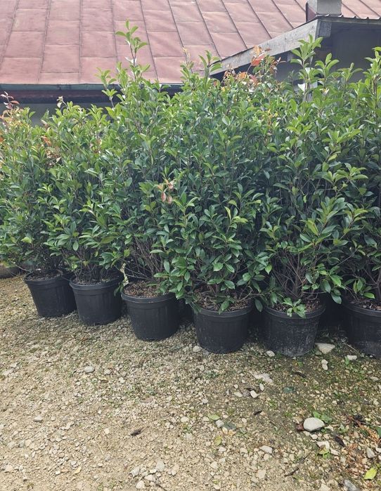 Cupressus leylandii 2.3m - 2.5m/ calite extra/ oferim livrare