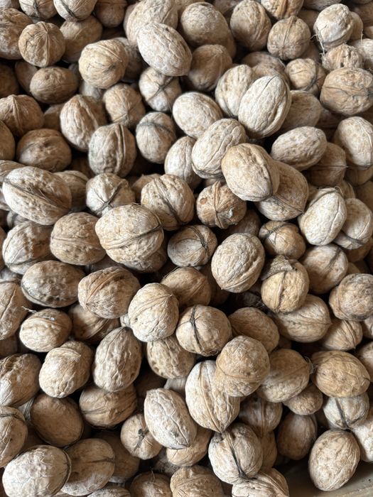 Жаңғақ сатылады свежый