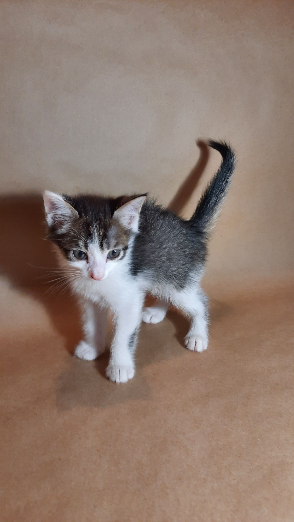 Котята в хорошие руки