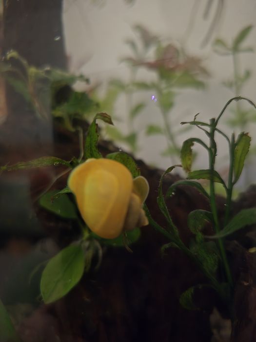 Acvariu complet 25L cu peste Betta Halfmoon, melc Pomaceea,neocaridina