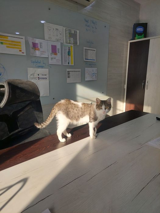 Котенок девочка ласковая